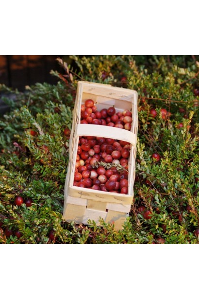 Клюква крупноплодная Эрли Блэк ягоды